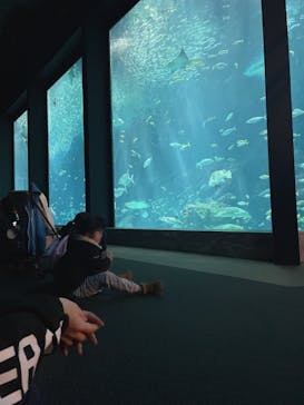 マリンワールド海の中道に投稿された画像（2024/12/31）