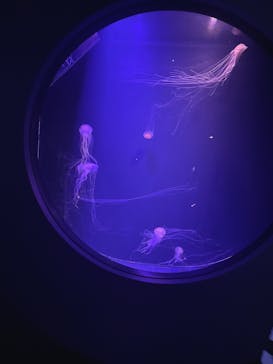 マリンワールド海の中道に投稿された画像（2024/12/31）