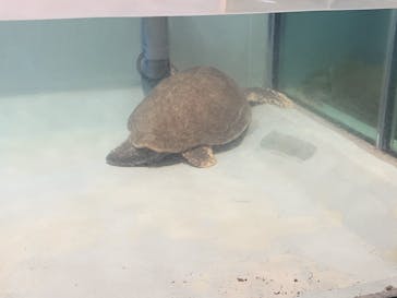 マリンワールド海の中道に投稿された画像（2024/12/31）