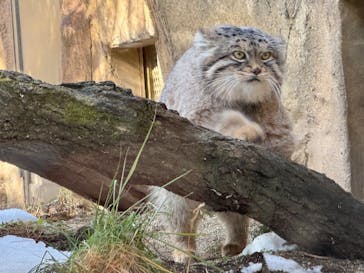 那須どうぶつ王国に投稿された画像（2024/12/31）