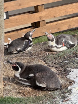 那須どうぶつ王国に投稿された画像（2024/12/31）