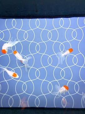 すみだ水族館に投稿された画像（2024/12/31）