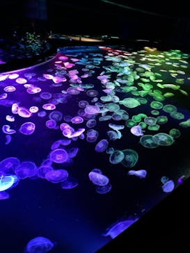 すみだ水族館に投稿された画像（2024/12/31）