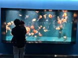 京都水族館に投稿された画像（2024/12/31）