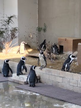 霞ケ浦 どうぶつとみんなのいえに投稿された画像（2024/12/31）