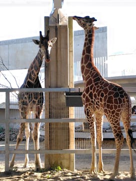 霞ケ浦 どうぶつとみんなのいえに投稿された画像（2024/12/31）