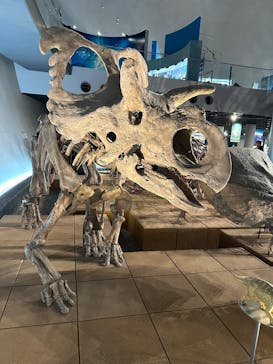 福井県立恐竜博物館に投稿された画像（2024/12/31）