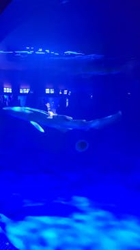新江ノ島水族館に投稿された画像（2024/12/31）