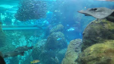 新江ノ島水族館に投稿された画像（2024/12/31）