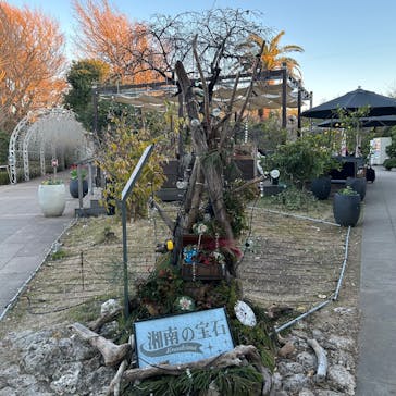 江の島シーキャンドルに投稿された画像（2024/12/31）