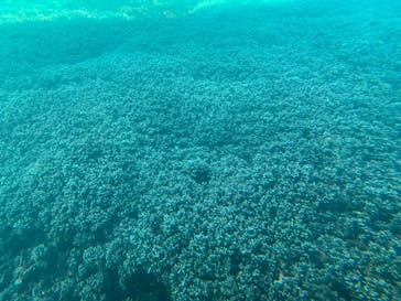 串本海中公園水族館に投稿された画像（2024/12/31）