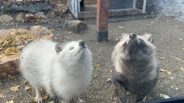 しろとり動物園に投稿された画像（2024/12/31）