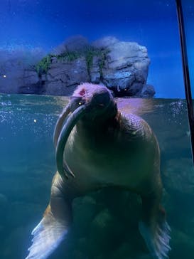 福井県立恐竜博物館に投稿された画像（2024/12/31）