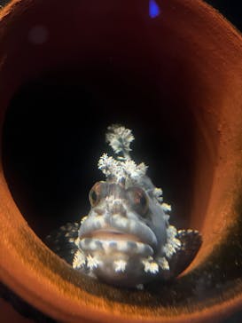 福井県立恐竜博物館に投稿された画像（2024/12/31）