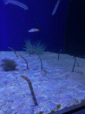 福井県立恐竜博物館に投稿された画像（2024/12/31）