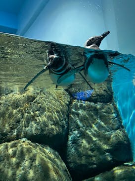 福井県立恐竜博物館に投稿された画像（2024/12/31）