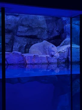 福井県立恐竜博物館に投稿された画像（2024/12/31）