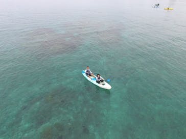 ダイビングショップ Sea Free（シーフリー）に投稿された画像（2024/12/31）