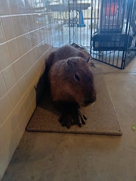 霞ケ浦 どうぶつとみんなのいえに投稿された画像（2024/12/31）