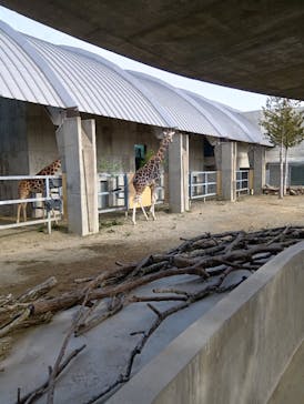 霞ケ浦 どうぶつとみんなのいえに投稿された画像（2024/12/31）