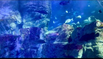 大分マリーンパレス水族館 「うみたまご」に投稿された画像（2024/12/31）