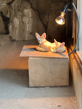 伊豆シャボテン動物公園に投稿された画像（2024/12/31）