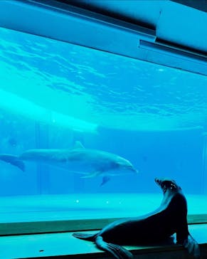 大分マリーンパレス水族館 「うみたまご」に投稿された画像（2024/12/30）
