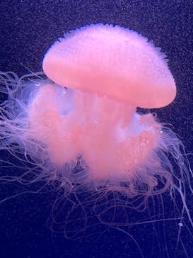 新江ノ島水族館に投稿された画像（2024/12/31）