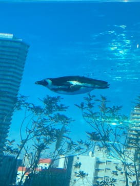 サンシャイン水族館に投稿された画像（2024/12/31）