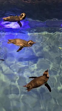 すみだ水族館に投稿された画像（2024/12/31）