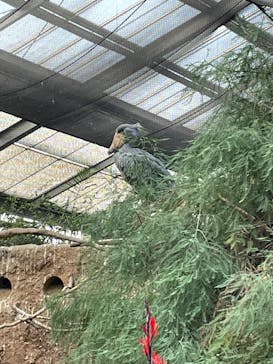 神戸どうぶつ王国に投稿された画像（2024/12/31）