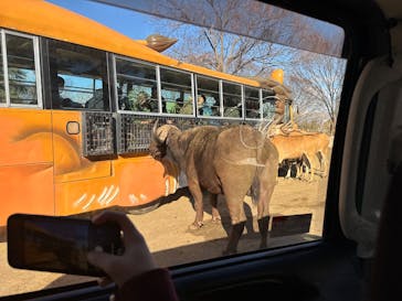 群馬サファリパークに投稿された画像（2025/1/1）