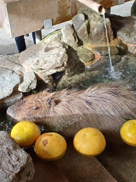 長崎バイオパークに投稿された画像（2025/1/1）