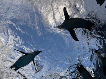 サンシャイン水族館に投稿された画像（2025/1/1）