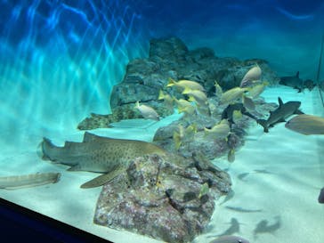 アクアワールド茨城県大洗水族館に投稿された画像（2025/1/1）
