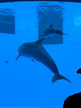 名古屋港水族館に投稿された画像（2025/1/1）