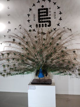 特別展「鳥 ～ゲノム解析が解き明かす新しい鳥類の系統～」国立科学博物館に投稿された画像（2025/1/1）