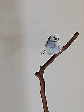 特別展「鳥 ～ゲノム解析が解き明かす新しい鳥類の系統～」国立科学博物館に投稿された画像（2025/1/1）