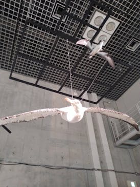 特別展「鳥 ～ゲノム解析が解き明かす新しい鳥類の系統～」国立科学博物館に投稿された画像（2025/1/1）