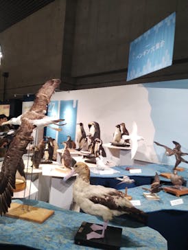 特別展「鳥 ～ゲノム解析が解き明かす新しい鳥類の系統～」国立科学博物館に投稿された画像（2025/1/1）