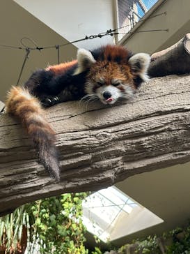 那須どうぶつ王国に投稿された画像（2025/1/1）