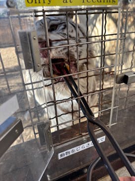 群馬サファリパークに投稿された画像（2025/1/1）