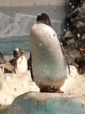 名古屋港水族館に投稿された画像（2025/1/1）