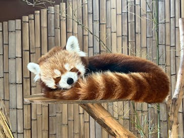 熱川バナナワニ園に投稿された画像（2025/1/1）