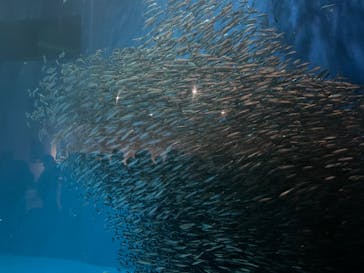 名古屋港水族館に投稿された画像（2025/1/1）