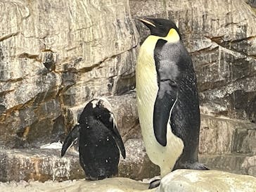 名古屋港水族館に投稿された画像（2025/1/1）