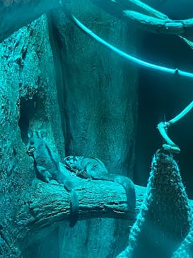 カワスイ 川崎⽔族館に投稿された画像（2025/1/1）