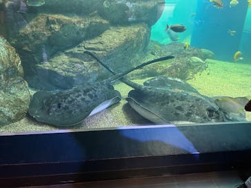 マクセル アクアパーク品川に投稿された画像（2025/1/1）