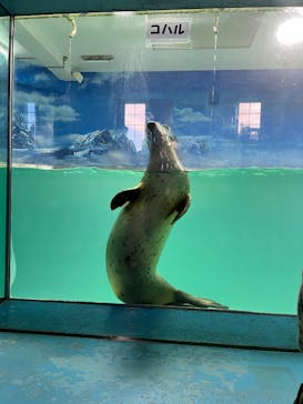 下田海中水族館に投稿された画像（2025/1/1）