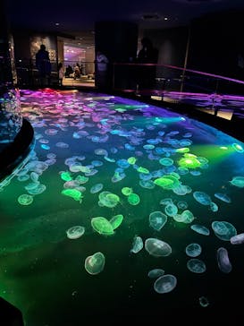 すみだ水族館に投稿された画像（2025/1/1）